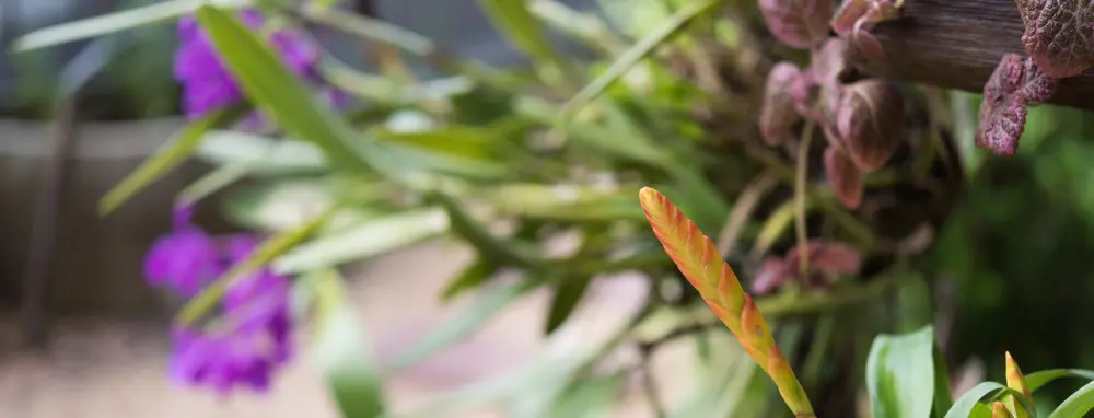 une plante pour l'extérieur de votre mobil-home